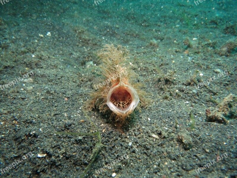 Angler Diving Fish Underwater Sea