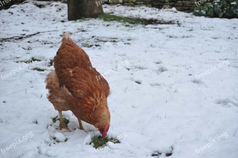 Hen Snow Chicken Winter Bird