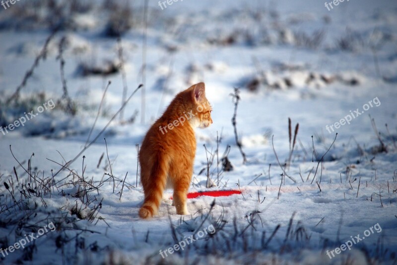 Cat Kitten Snow Red Cat Young Cat