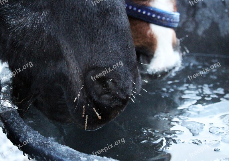 Horse Foot Drink Water Winter