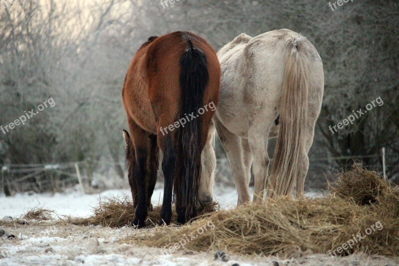 Horse Snow Winter Mold Thoroughbred Arabian