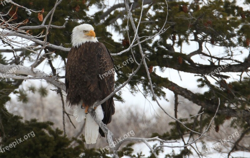 Bald Eagle Eagle Bald Perched Raptor