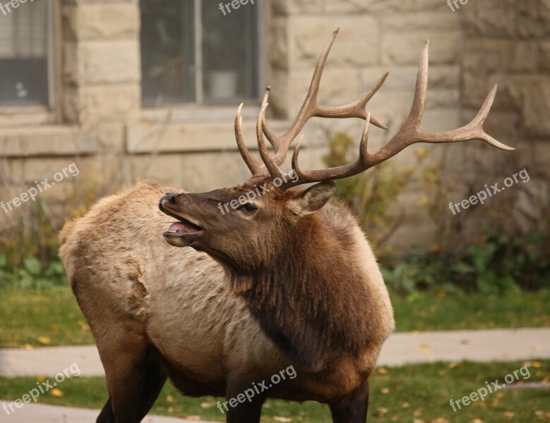 Elk Bull Wildlife Nature Portrait