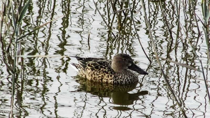 Cyprus Oroklini Lake Shoveler Nature Wildlife