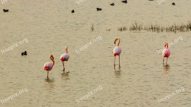 Cyprus Oroklini Lake Flamingos Nature Wildlife