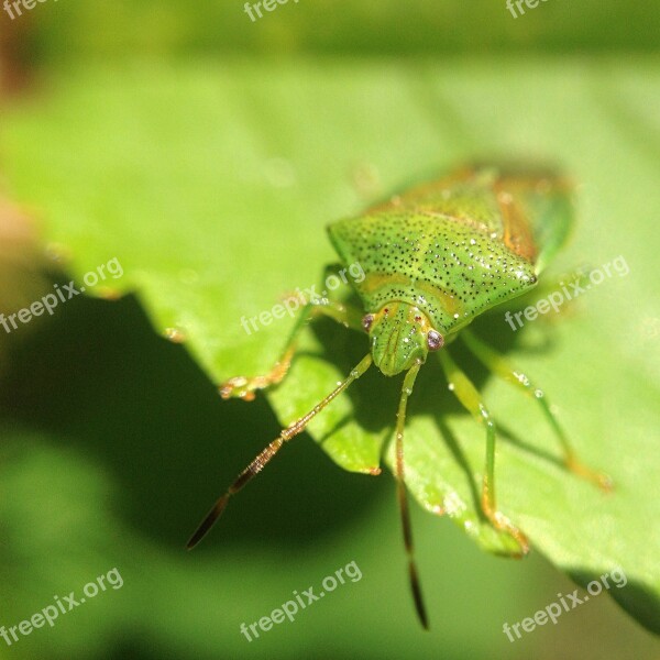 Insect Bug Nature Animal Forest