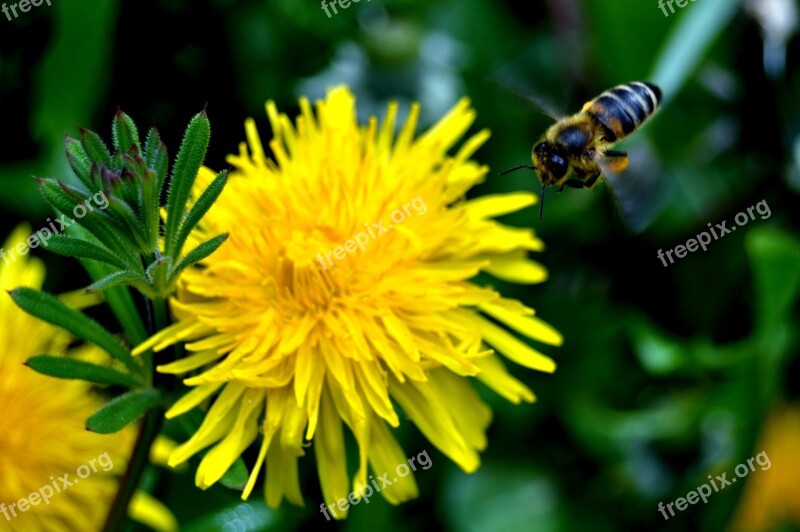 Bees Aloe Vera Nature Dandelion Flower