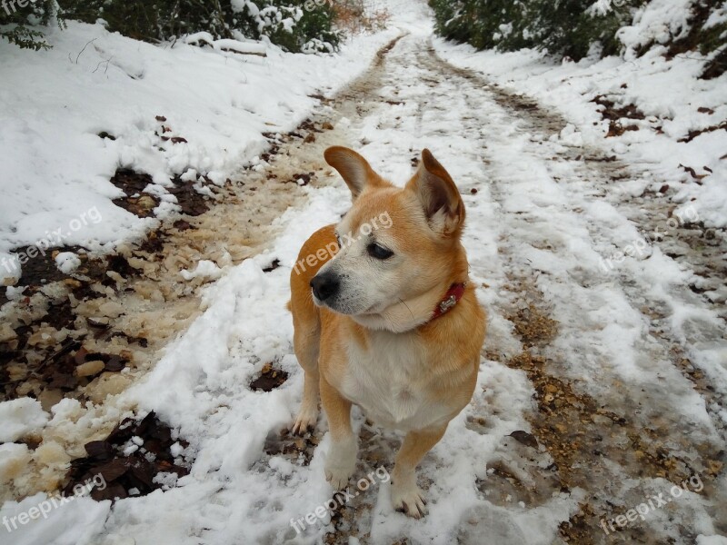 Roly Snow Nevado Dog Can