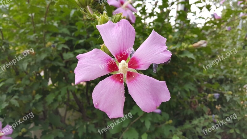 Hollyhock Flowers Open Leaves Bright