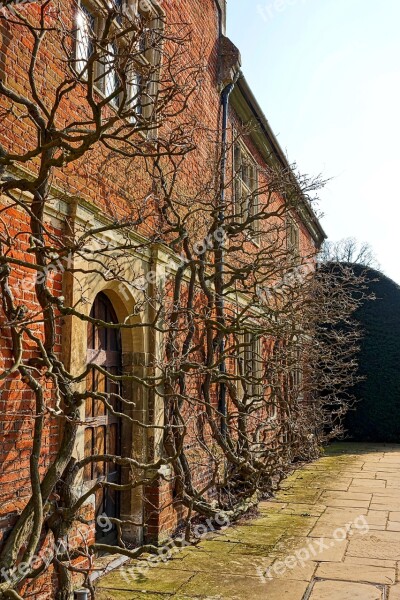 Facade Vines Climbing Growing Creeper