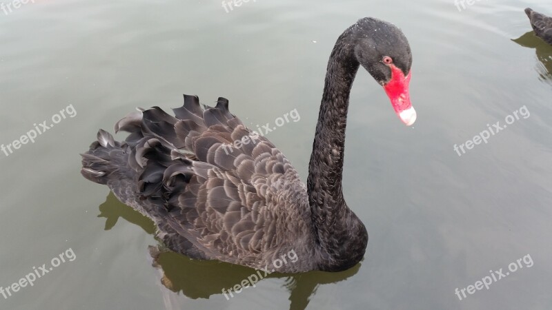 Black Swan Animal Water Bird Wildlife