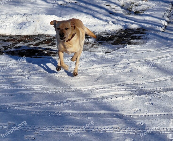 Dog Run Labrador Snow Animal