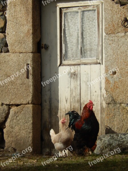 Field Hen Cock Farm Free Photos