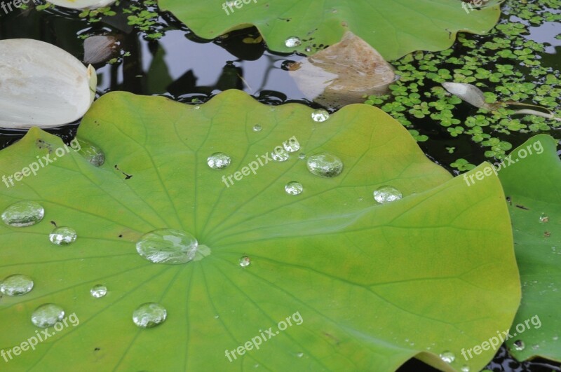 Flowers Natural Plant Lotus Leaf Pond