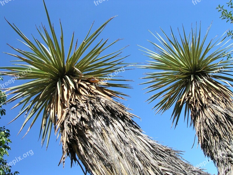 Yucca Thompsoniana Stem Yucca Free Photos