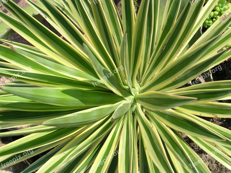 Yucca Aloifolia Variegata Free Photos