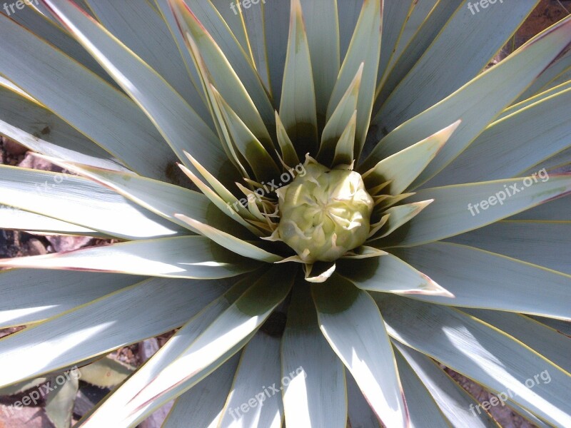 Yucca Rigida Leaves Free Photos