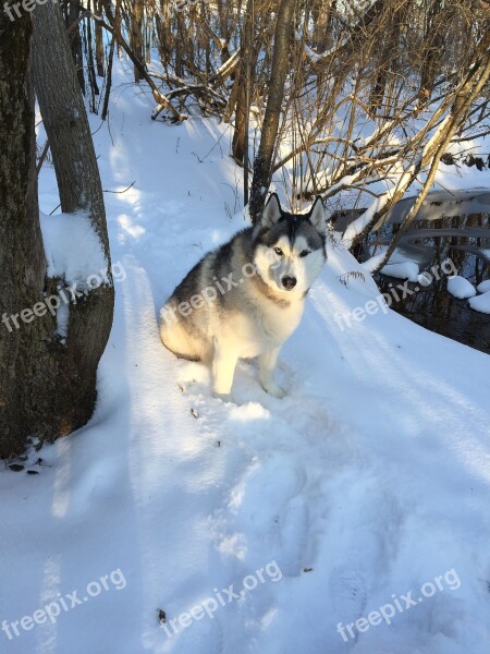 Snow Dog Pet Nature White