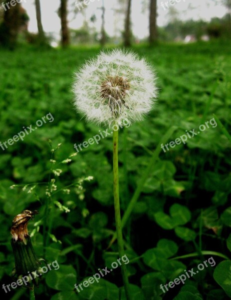 Dandelion Seed Wild Flower Plant Free Photos