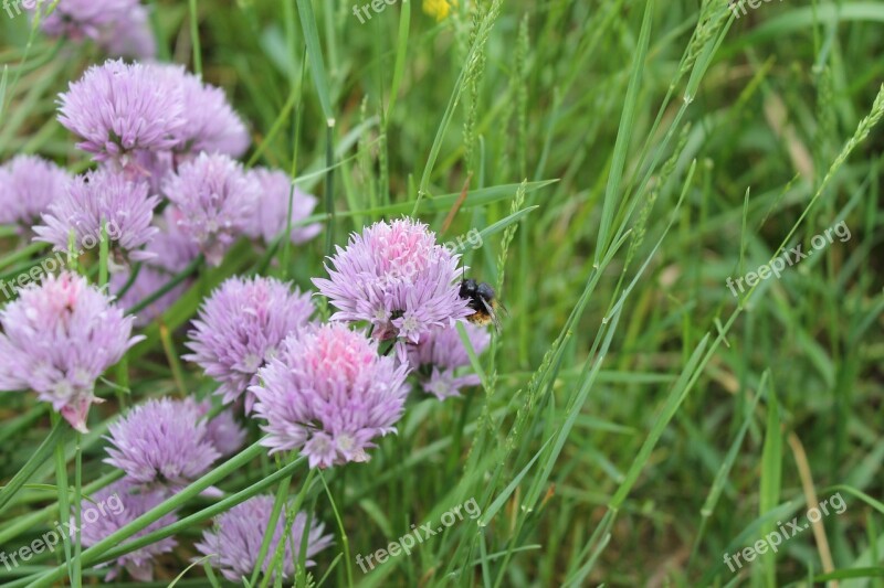 Bumblebee Flower Chives Onion Plant