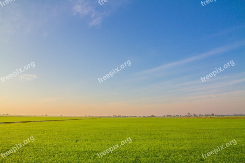 Image View Cornfield Rice Field Farmland