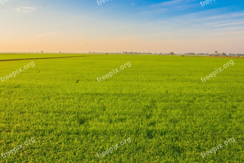 Rice Image View Cornfield Field Farmland