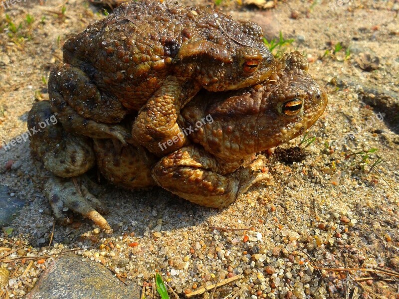 A Toad Ampleksus Nature The Frog Animal