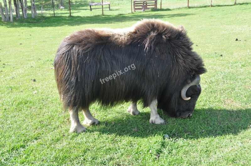 Bison Animal Mammal Wildlife Hoofed