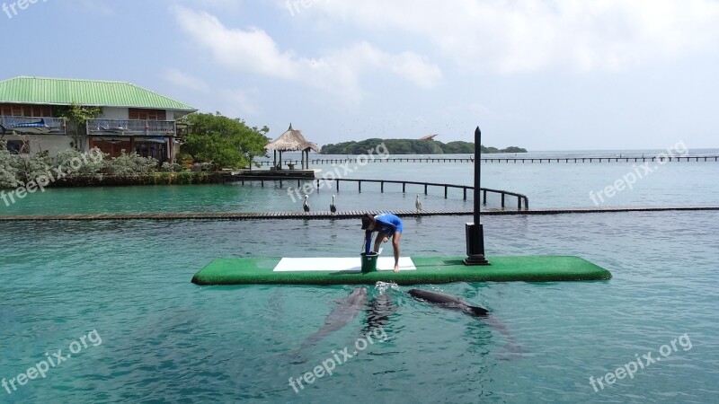 Sea Dolphins Island Free Photos