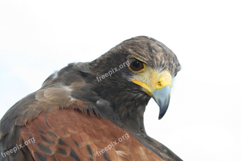 Bird Of Prey Common Buzzard Nature Free Photos