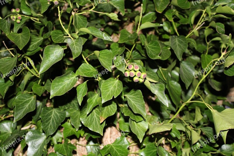 Rank Plant Green Leaves Nature Green Plant