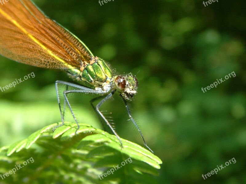 Dragonfly Smile Insect Bug Eyes