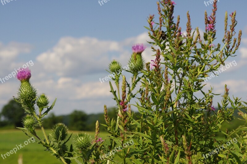 Thistle Purple Flowers Meadow Purple Flowers