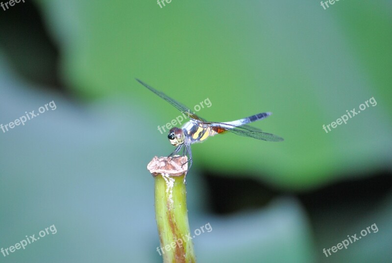 Dragonfly Lotus Leaf Macro Insect Properties