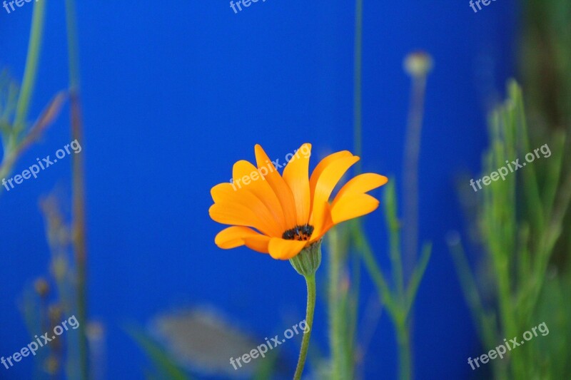 Marguerite Flower Bloom Yellow Blossom