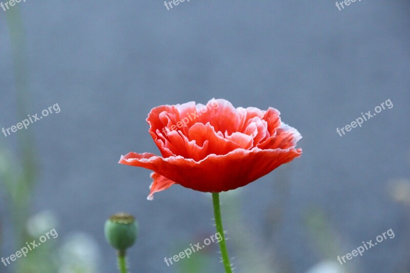 Poppy Flower Flower Klatschmohn Red Poppy Free Photos