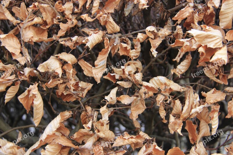 Beech Leaves Dead Autumn Free Photos