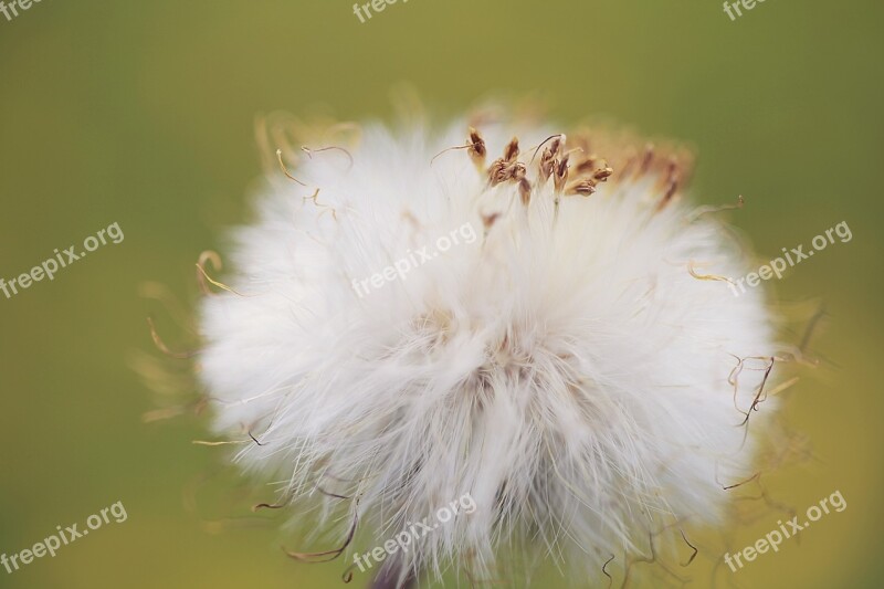 Dandelion Flower Seed Green Spring