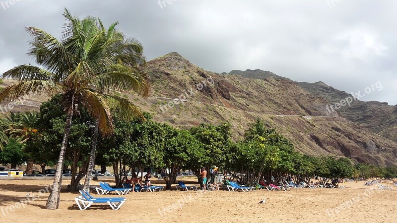 Beach Palm Trees Tenerife Sea Island