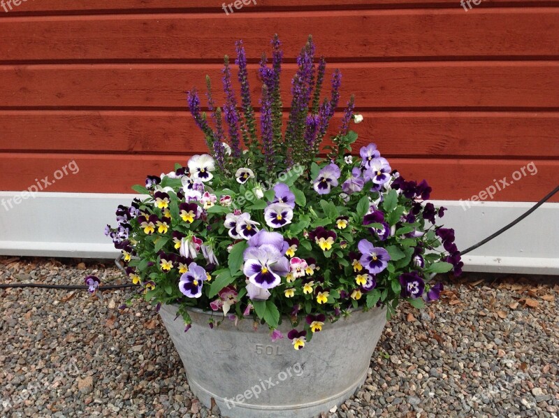 Pansies Summer Country Pot Discount