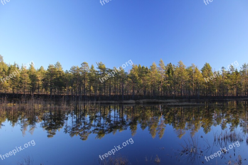 Autumn Sweden Nature Forest Plant