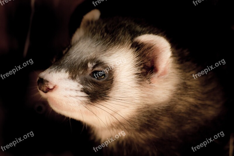 Animals Animal Portrait Ferret Animal Welfare Nature