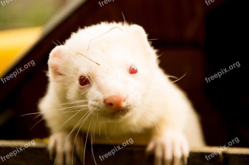 Animals Ferret Animal Welfare Free Photos