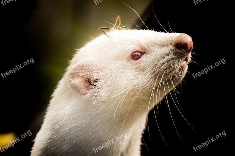 Ferret Animals Animal Welfare Free Photos