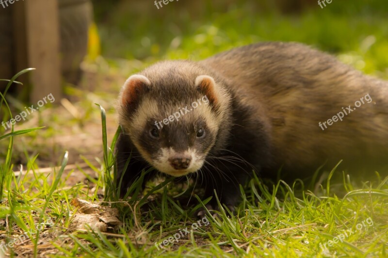 Ferret Animals Animal Welfare Close Up Free Photos