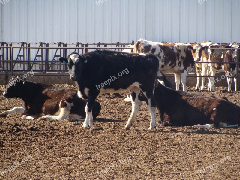 Dairy Cows Livestock Farm Dairy Farm