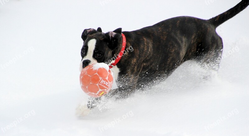 Dog Boxer Black And White Run Ball