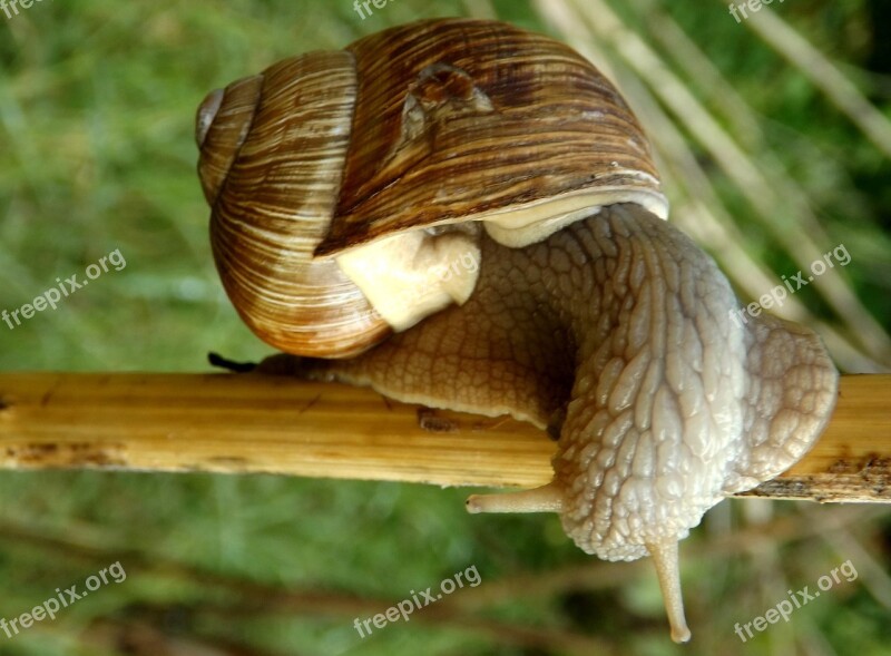 Snail Casey Shell Horns Free Photos