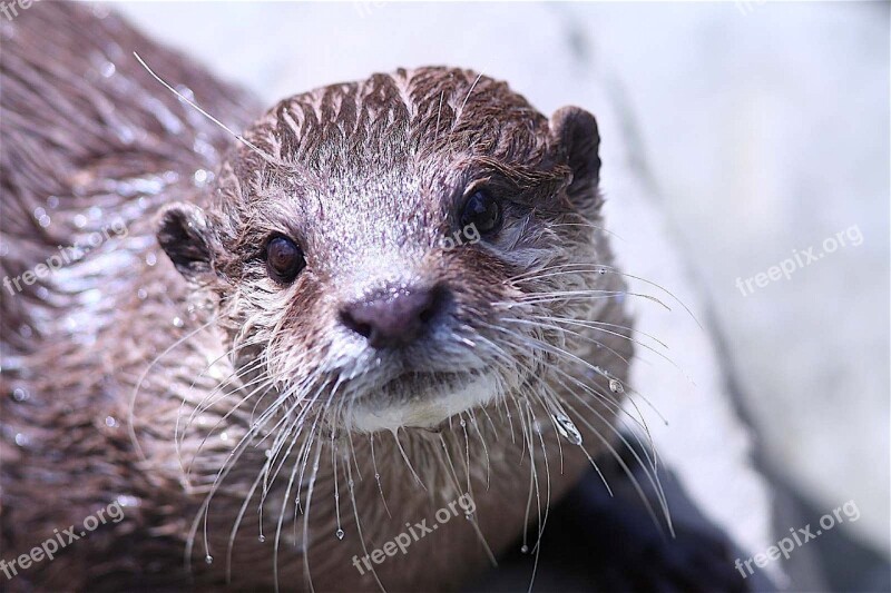 Otter Zoo Animal Detail Free Photos