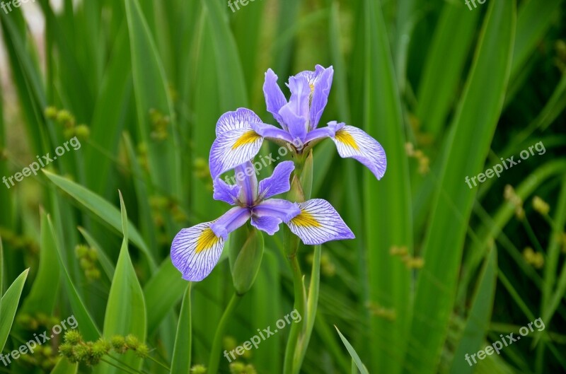 Garden Flower Flower Garden Blossom Flowering